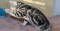 Brit rövidszőrű tabby kislány