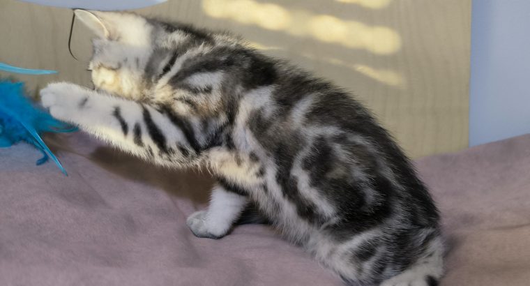 Brit rövidszőrű tabby kislány