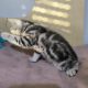 Brit rövidszőrű tabby kislány