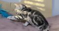 Brit rövidszőrű tabby kislány