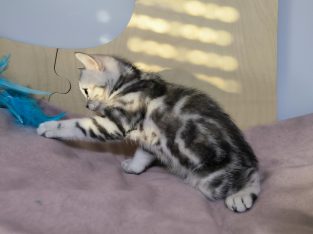 Brit rövidszőrű tabby kislány