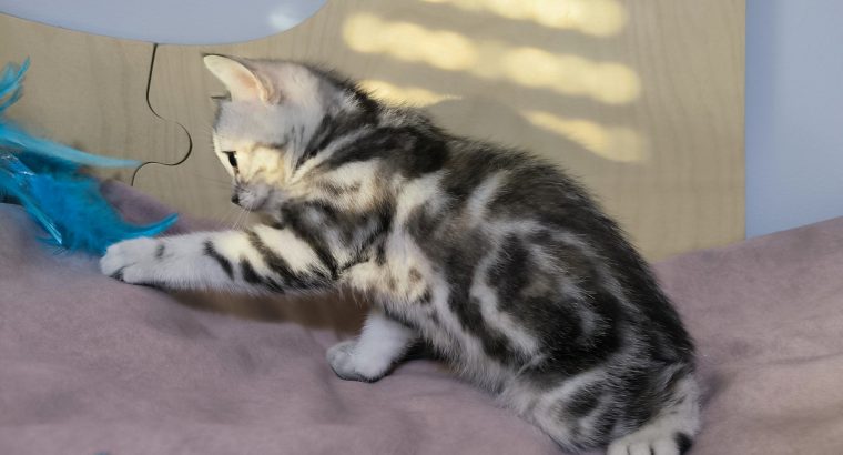 Brit rövidszőrű tabby kislány