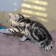 Brit rövidszőrű tabby kislány