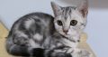 Brit rövidszőrű tabby kislány
