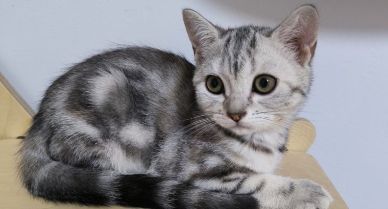Brit rövidszőrű tabby kislány