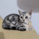 Brit rövidszőrű tabby kislány