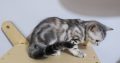 Brit rövidszőrű tabby kislány