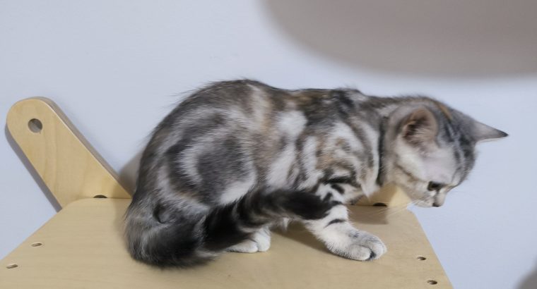 Brit rövidszőrű tabby kislány