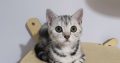 Brit rövidszőrű tabby kislány