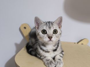 Brit rövidszőrű tabby kislány