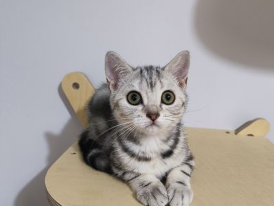 Brit rövidszőrű tabby kislány