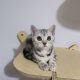 Brit rövidszőrű tabby kislány