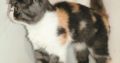 🩷 Különleges calico Exo kislány