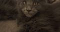 Maine Coon cica