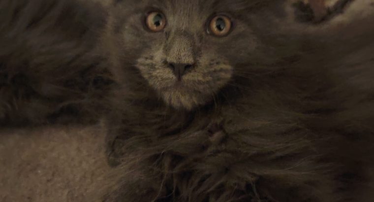 Maine Coon cica