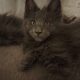 Maine Coon cica
