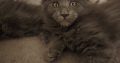 Maine Coon cica