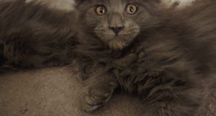 Maine Coon cica