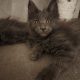 Maine Coon cica