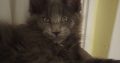 Eladó kandúr maine coon kiscica