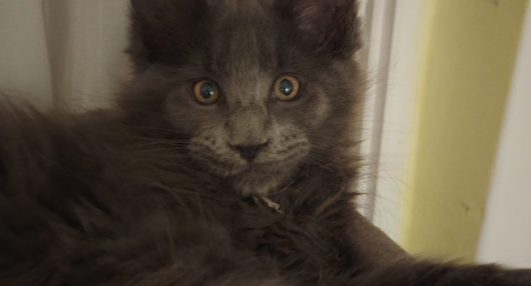 Eladó kandúr maine coon kiscica