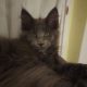 Eladó kandúr maine coon kiscica