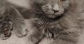 Maine Coon cica