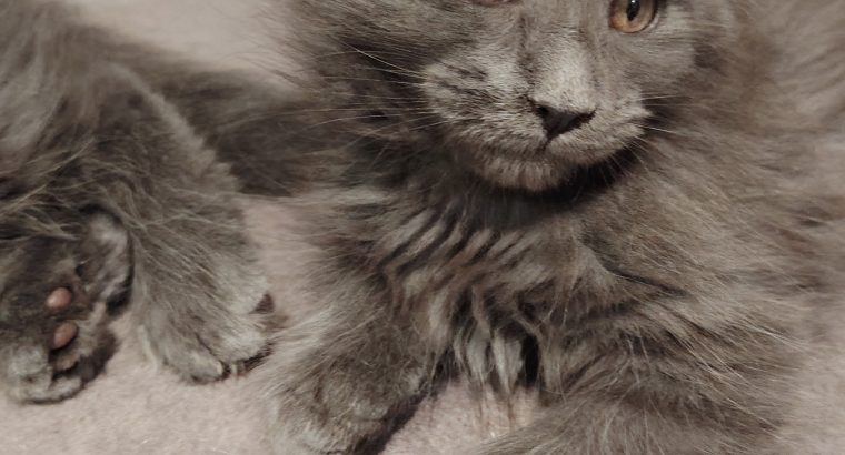 Maine Coon cica