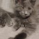 Maine Coon cica