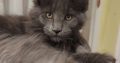 Eladó kandúr maine coon kiscica