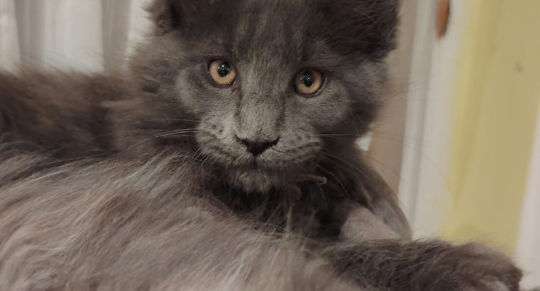 Eladó kandúr maine coon kiscica