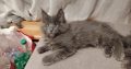 Maine Coon cica