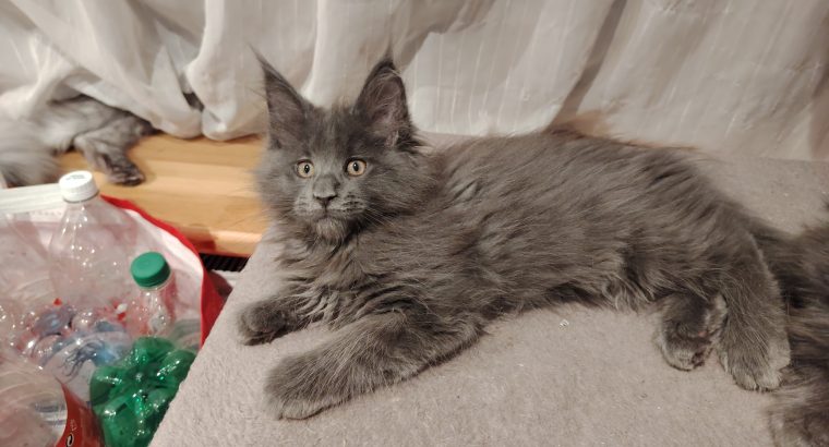 Maine Coon cica