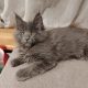Maine Coon cica