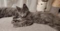 Maine Coon cica