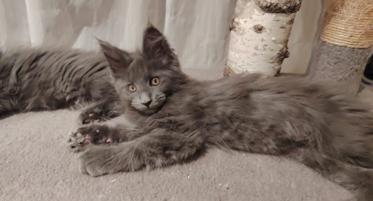 Maine Coon cica