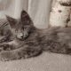 Maine Coon cica