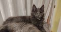 Eladó kandúr maine coon kiscica