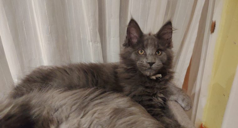 Eladó kandúr maine coon kiscica