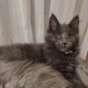 Eladó kandúr maine coon kiscica