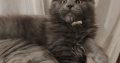 Eladó kandúr maine coon kiscica