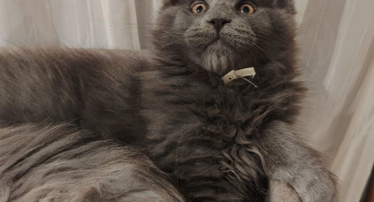 Eladó kandúr maine coon kiscica