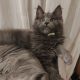 Eladó kandúr maine coon kiscica