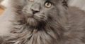 Maine Coon cica