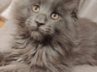 Maine Coon cica
