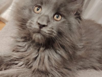 Maine Coon cica
