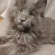 Maine Coon cica