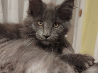 Eladó kandúr maine coon kiscica
