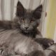 Eladó kandúr maine coon kiscica