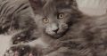 Maine Coon cica